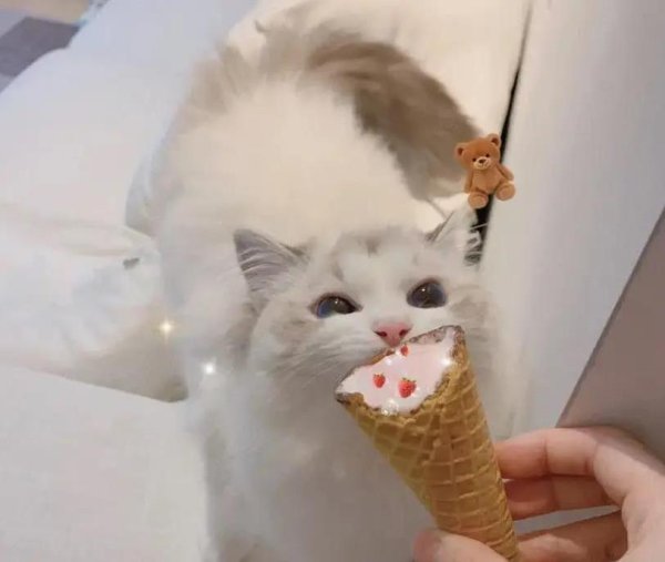 金橘策略 狗狗猫咪真懂你心意？每天喂食它们有啥反应？真相太暖了！