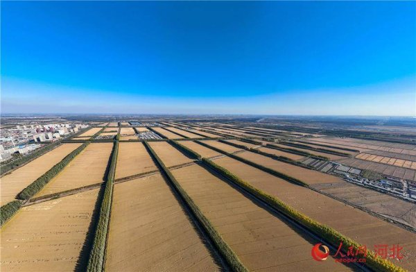K线猎手 唐山曹妃甸：盐碱地水稻喜获丰收